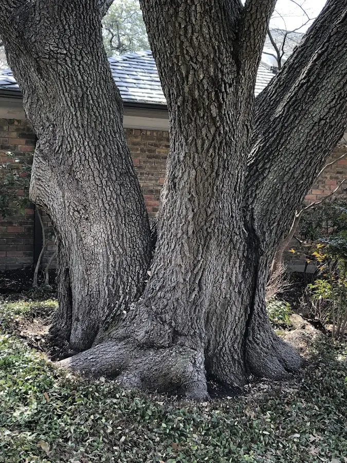 Mature heritage tree close to a Carson property cared for by certified arborists